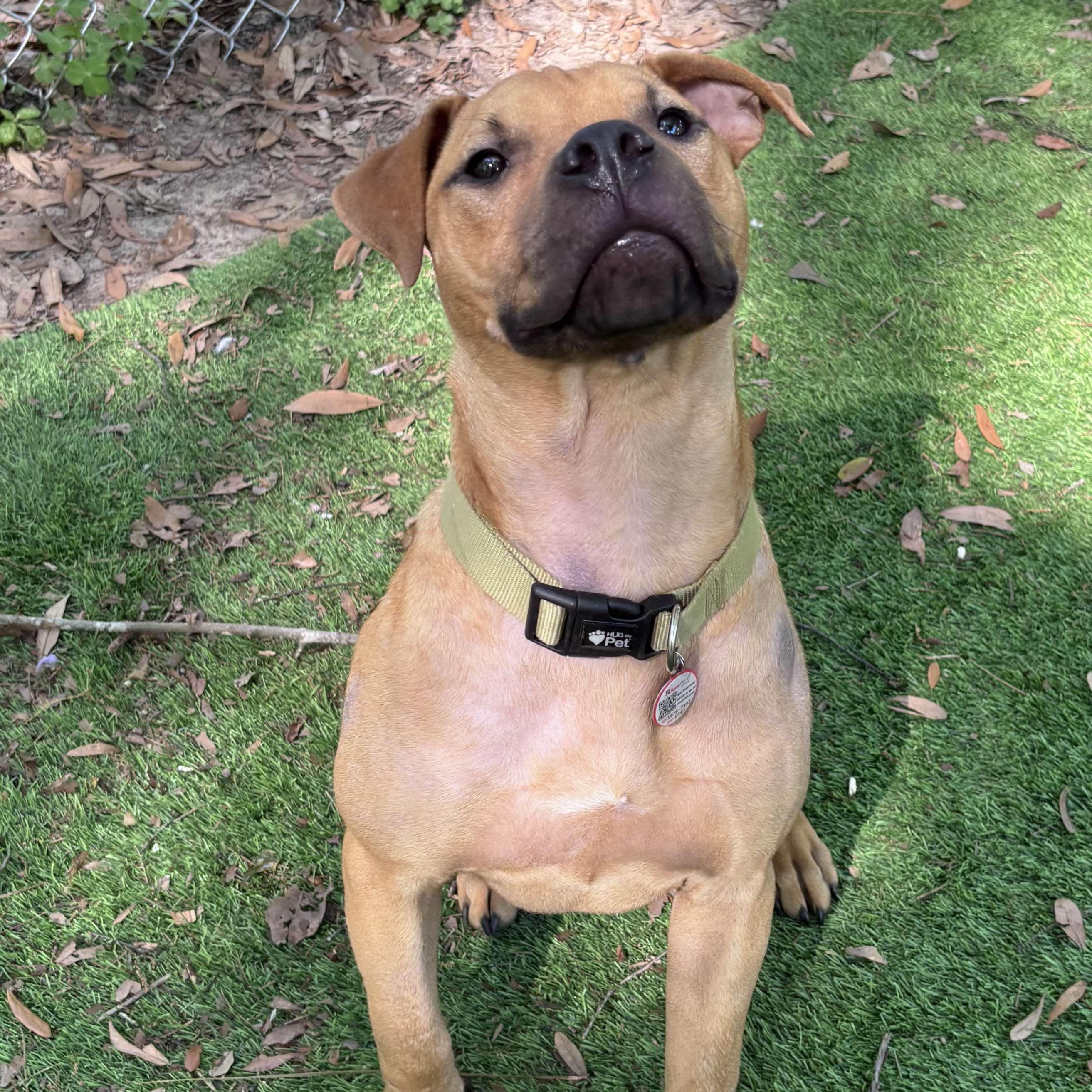 Enlarge Cooper, a Adoptable mixed breed in PENSACOLA, FL image 1/5