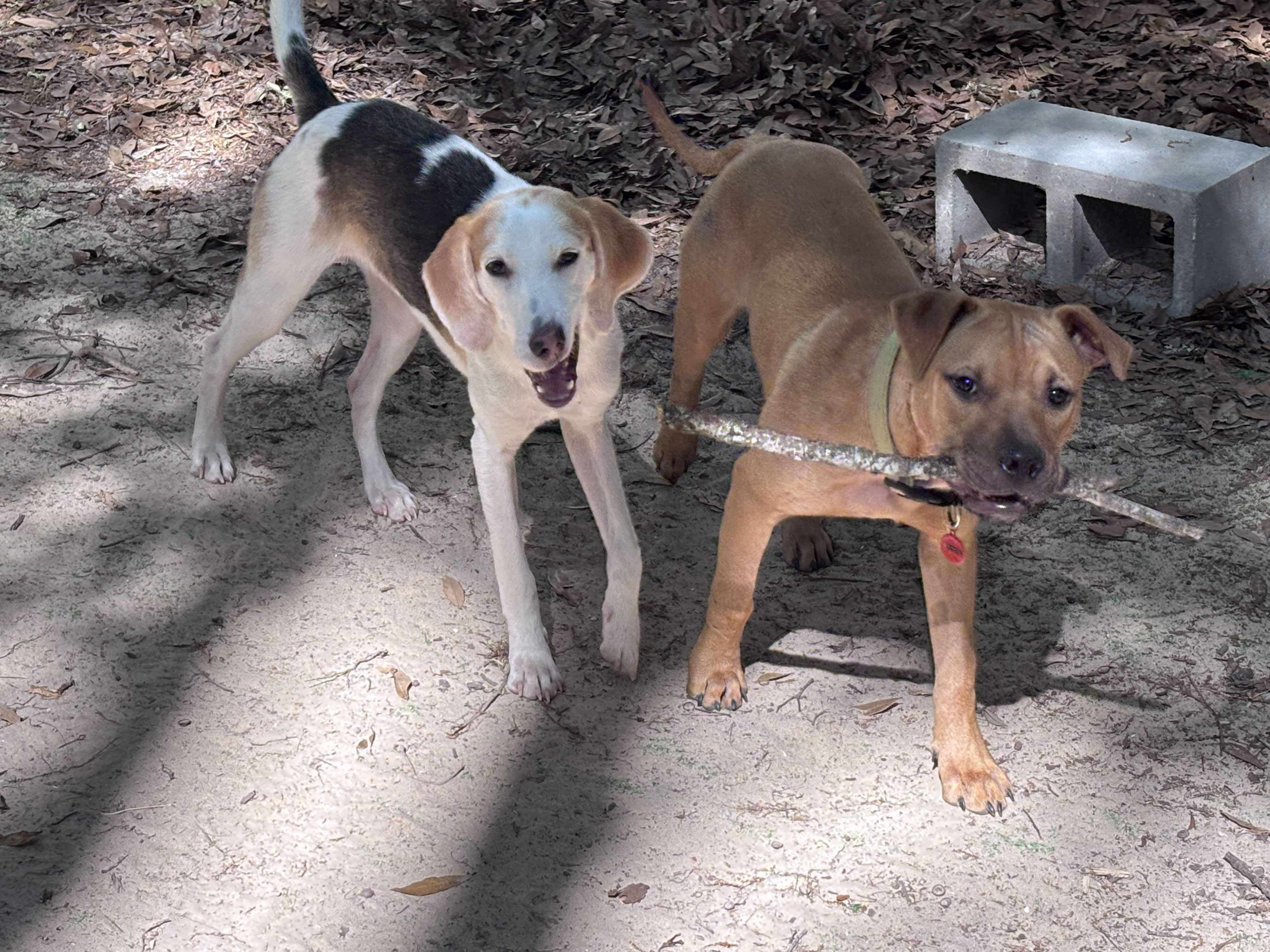 Enlarge Cooper, a Adoptable mixed breed in PENSACOLA, FL image 5/5