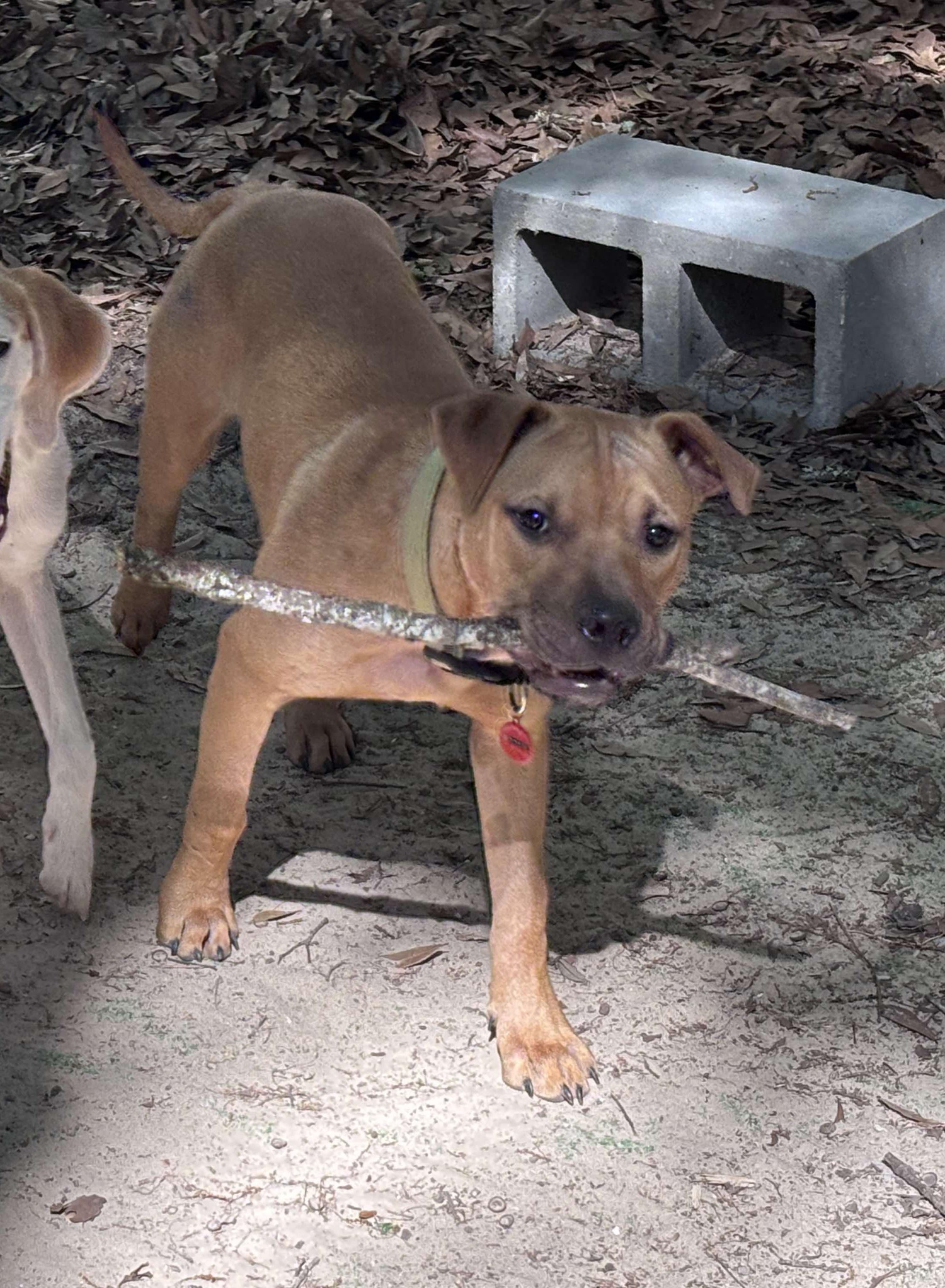 Enlarge Cooper, a Adoptable mixed breed in PENSACOLA, FL image 3/5