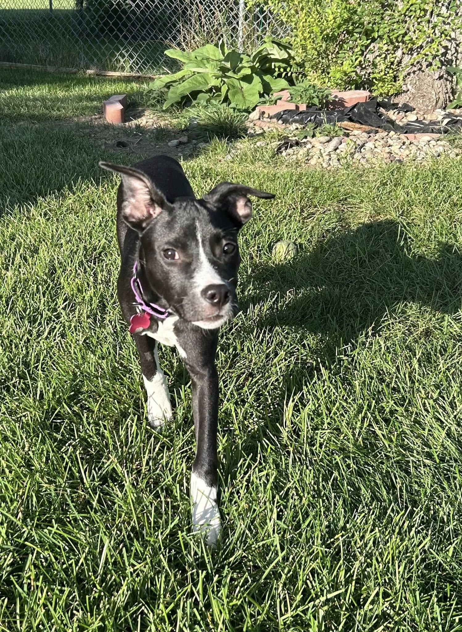 Enlarge Justice, a Adoptable Mixed Breed in Schaumburg, IL image 4/6