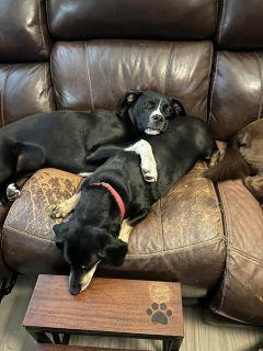 Justice, a Adoptable Mixed Breed in Schaumburg, IL image 6/6