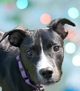 Justice, Adoptable, Puppy Male Mixed Breed.