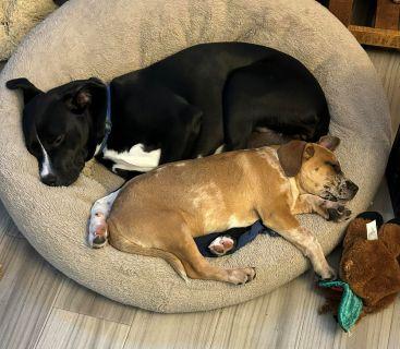 Justice, a Adoptable Mixed Breed in Schaumburg, IL image 4/6