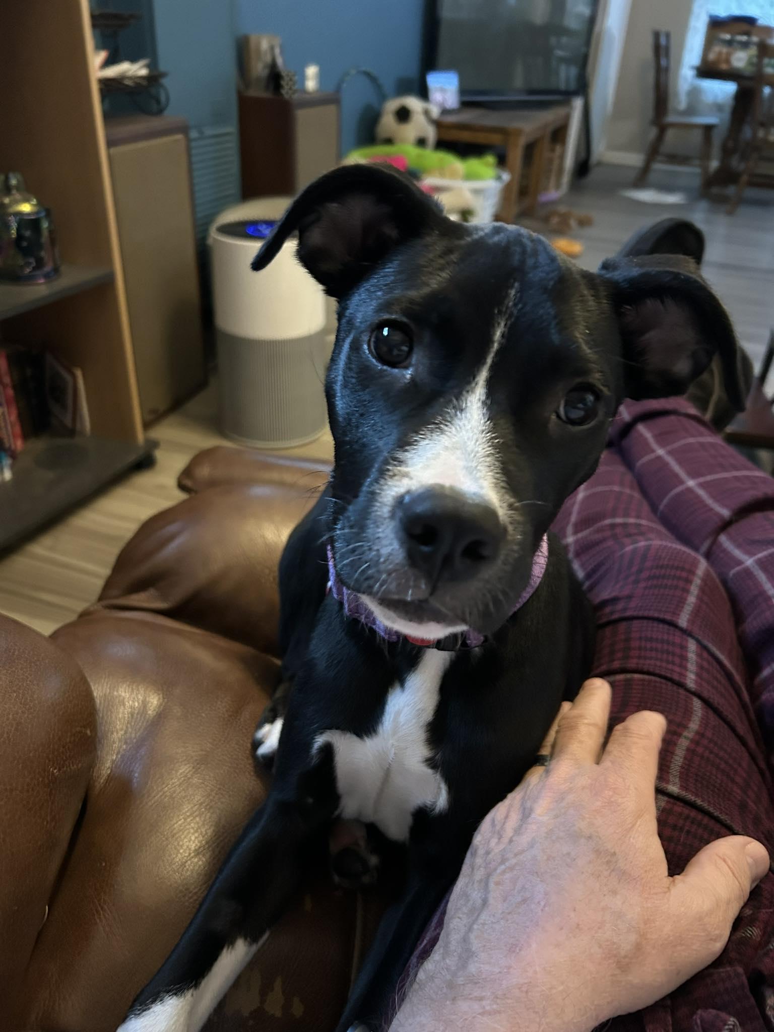 Enlarge Justice, a Adoptable Mixed Breed in Schaumburg, IL image 2/6