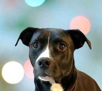 Justice, Adoptable, Young Female Mixed Breed.