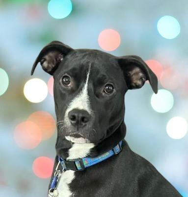 Enlarge Justice, a Adoptable Mixed Breed in Schaumburg, IL image 1/6