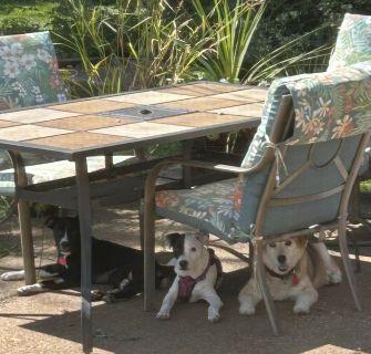 Enlarge Justice, a Adoptable Mixed Breed in Schaumburg, IL image 3/6