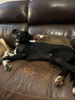Justice, a Adoptable Mixed Breed in Schaumburg, IL image 2/6