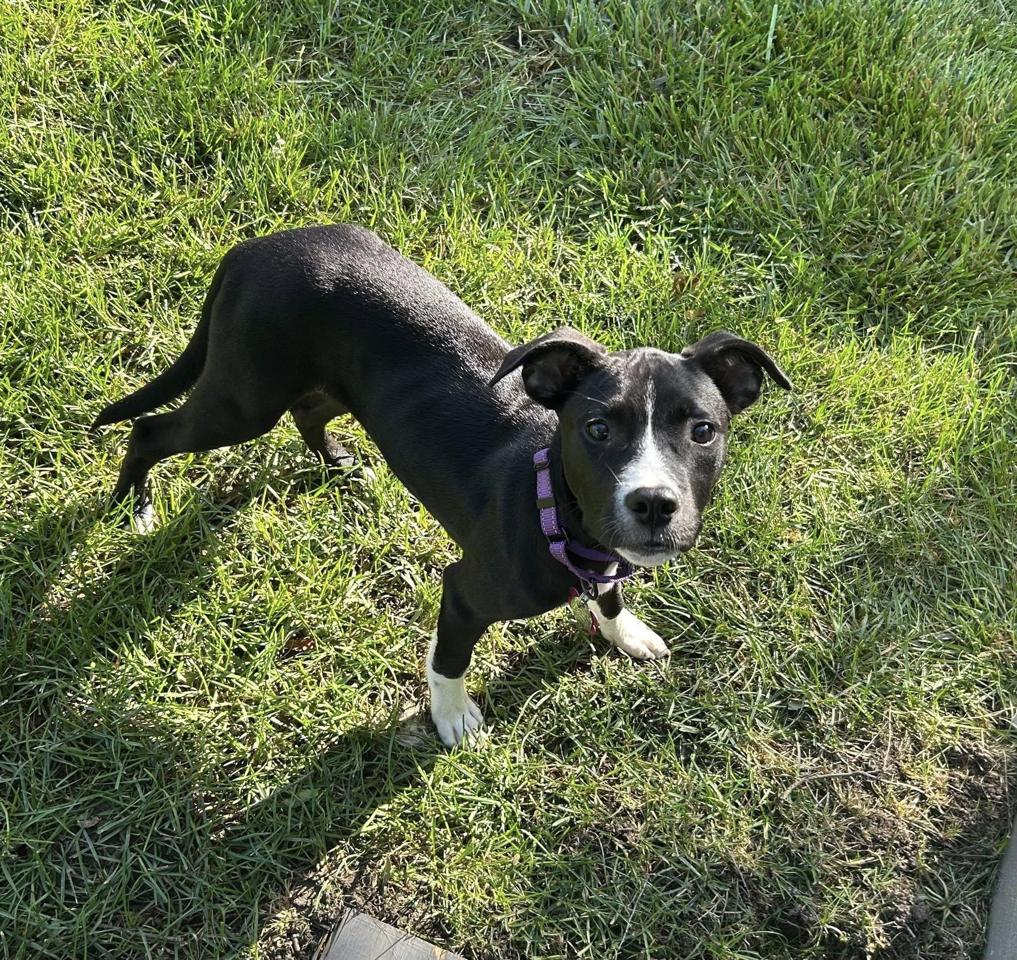 Enlarge Justice, a Adoptable Mixed Breed in Schaumburg, IL image 5/6