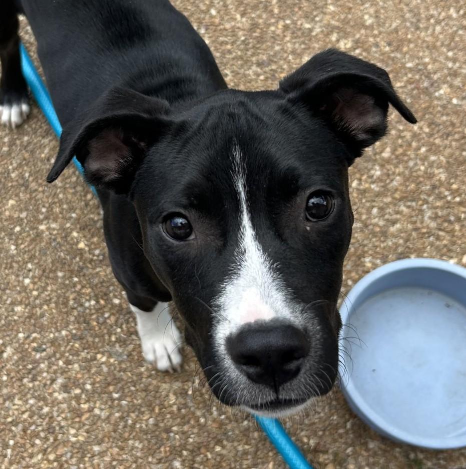 Enlarge Justice, a Adoptable Mixed Breed in Schaumburg, IL image 5/6