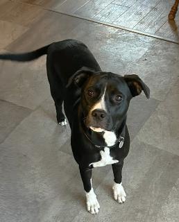Justice, a Adoptable Mixed Breed in Schaumburg, IL image 3/6