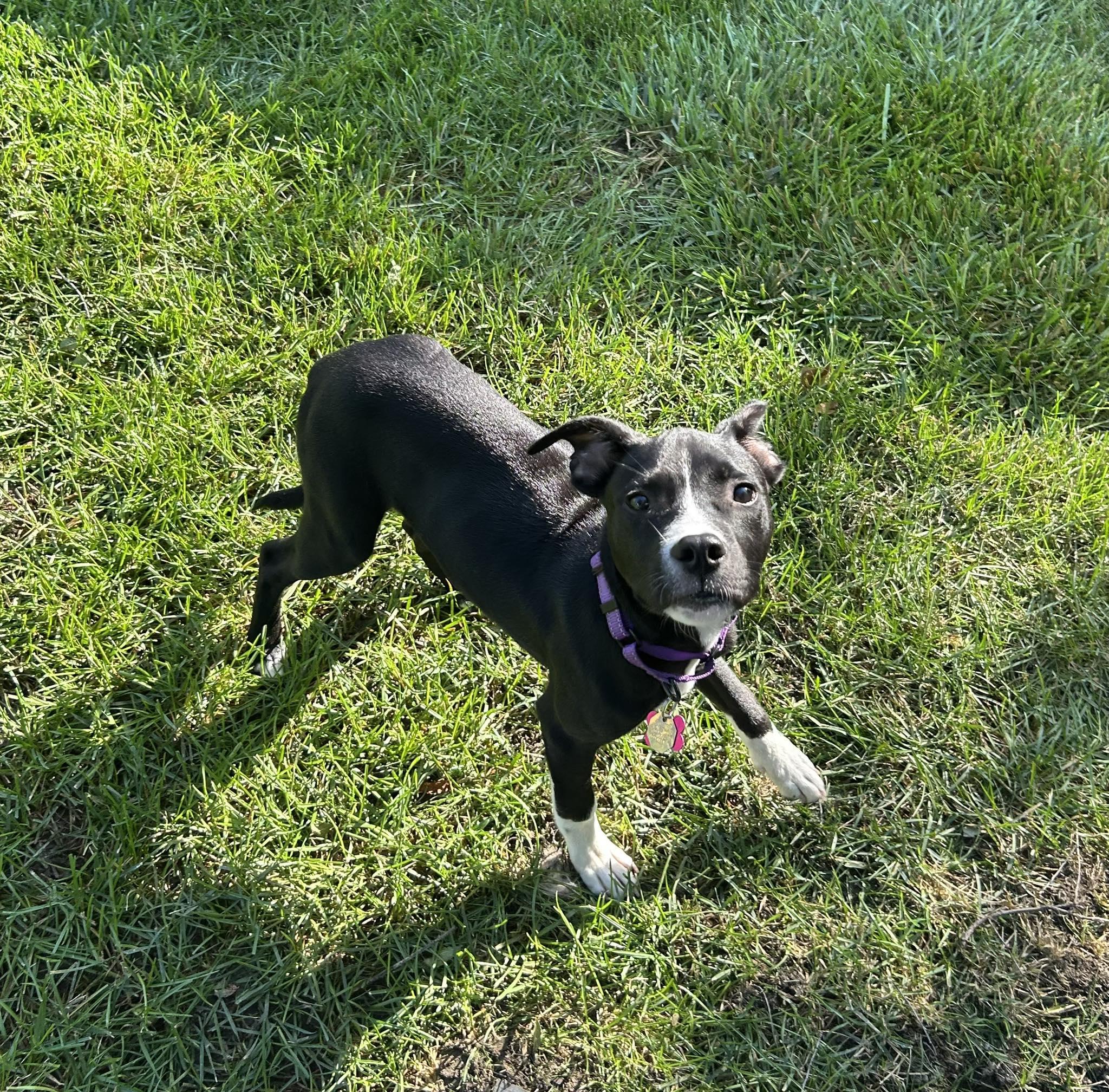 Enlarge Justice, a Adoptable Mixed Breed in Schaumburg, IL image 6/6