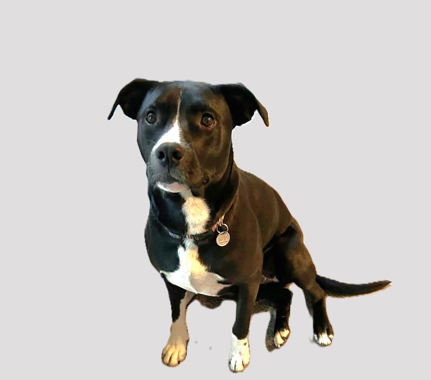 Justice, a Adoptable Mixed Breed in Schaumburg, IL image 6/6