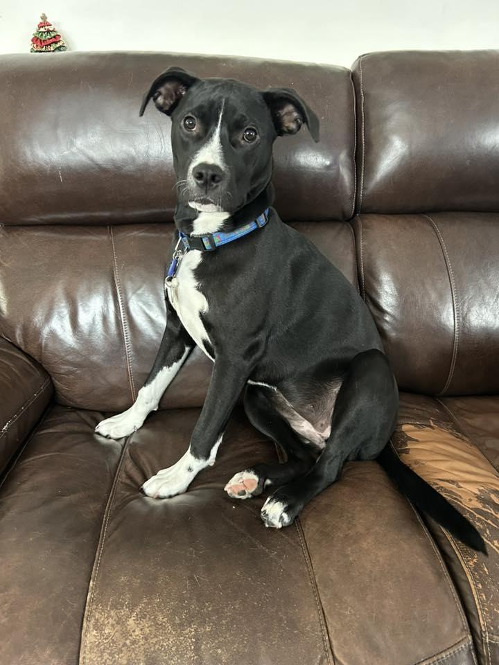 Enlarge Justice, a Adoptable Mixed Breed in Schaumburg, IL image 4/6