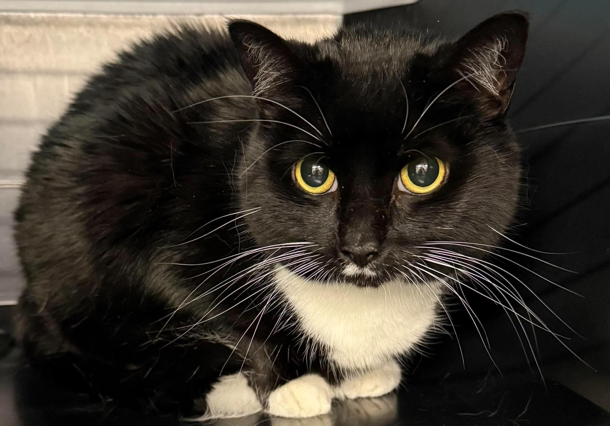 Enlarge Kie, a Adoptable Domestic Short Hair in Claremont, NH image 1/1