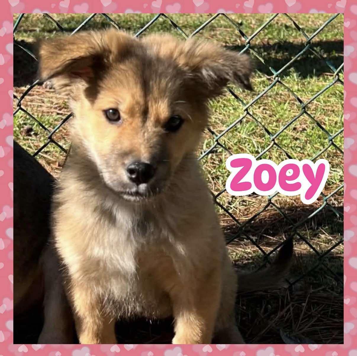 Zoey, adopted, Puppy Female Golden Retriever & Shepherd.