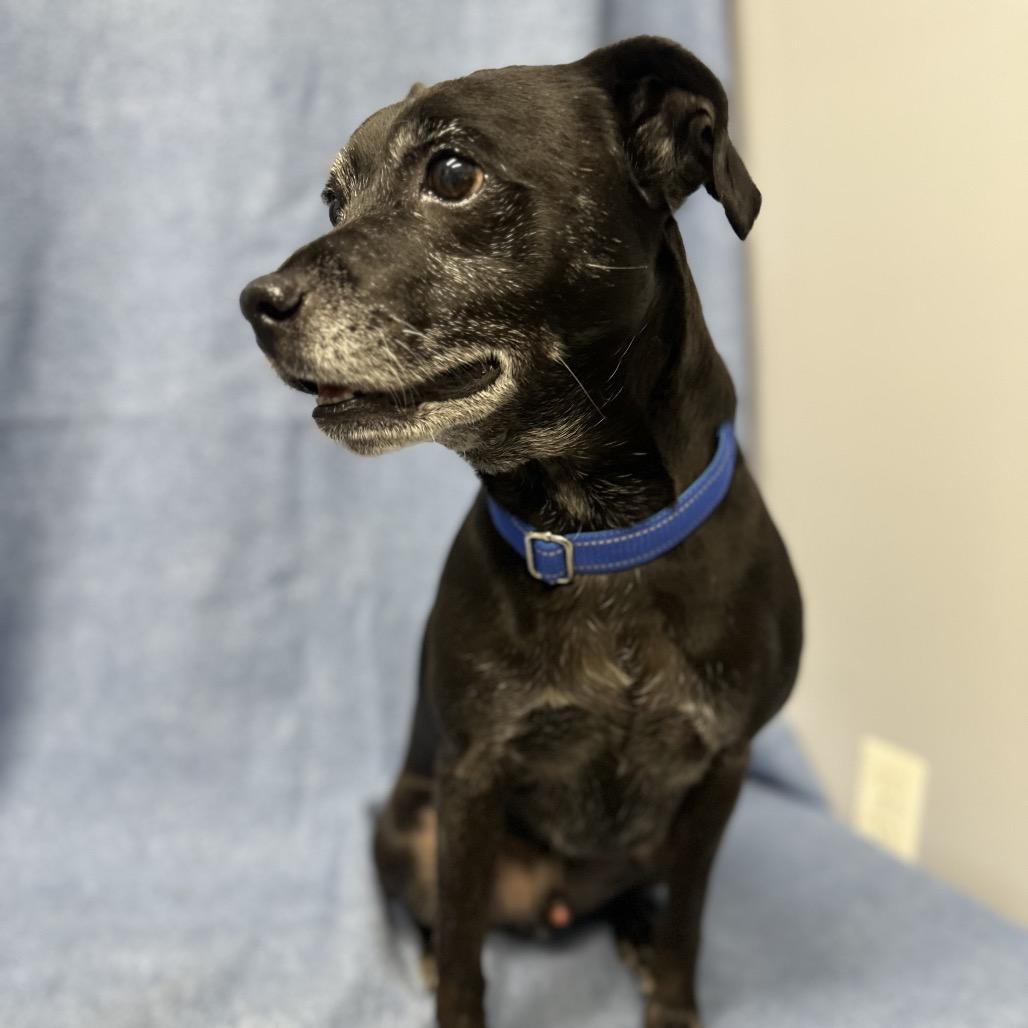 Chase happy boy, Adoptable, Adult Male Black Labrador Retriever & Beagle.