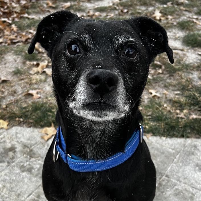 Enlarge Chase happy boy, a Adoptable mixed breed in Kokomo, IN image 2/3