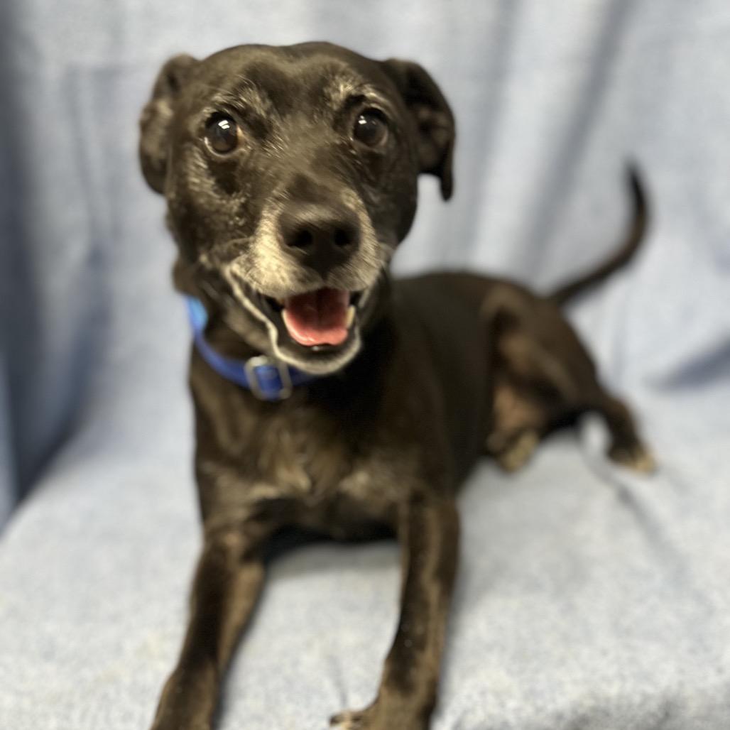 Enlarge Chase happy boy, a Adoptable mixed breed in Kokomo, IN image 3/3