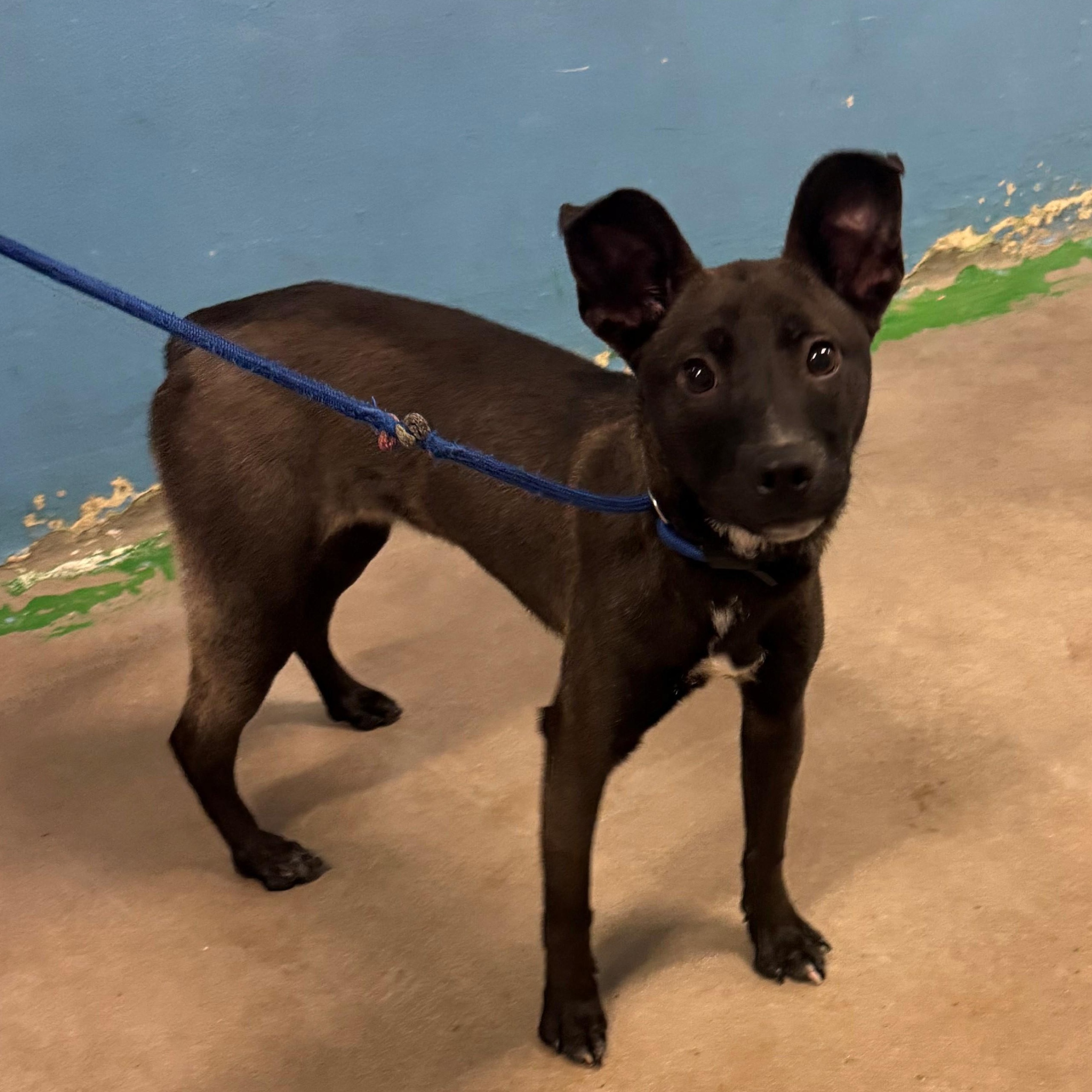 Satine 4077, a Adoptable mixed breed in Phoenix, AZ image 1/2