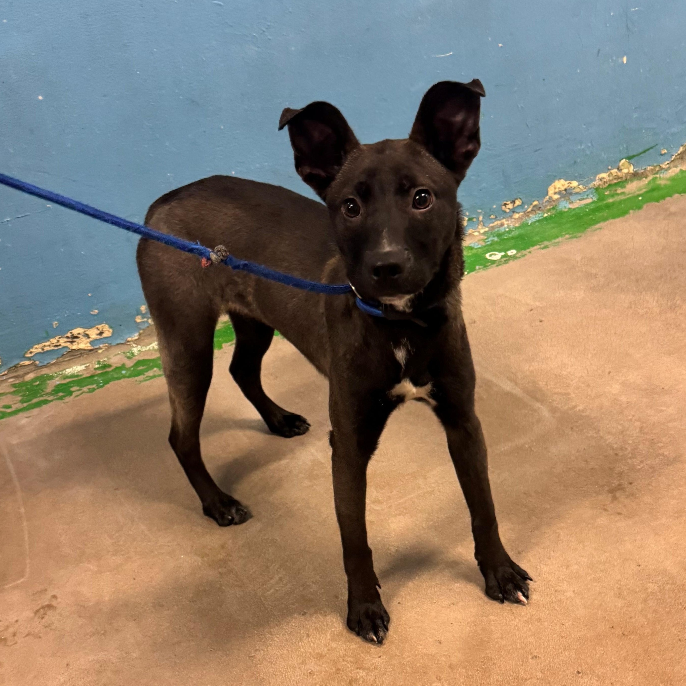 Satine 4077, a Adoptable mixed breed in Phoenix, AZ image 2/2