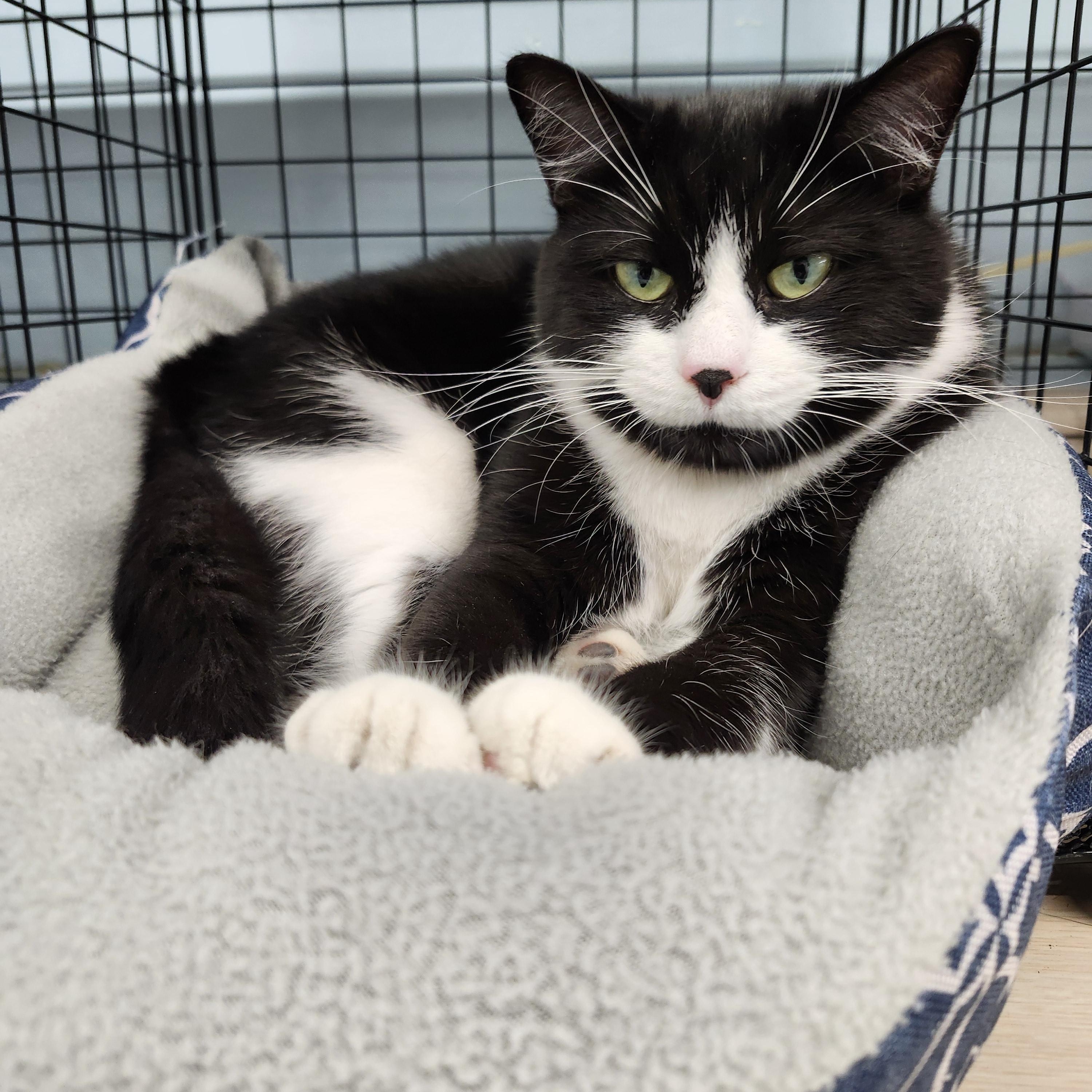 Enlarge Rosalina, a Adoptable Domestic Short Hair in Charlotte, MI image 3/5