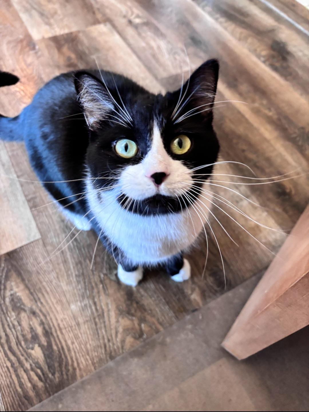 Enlarge Rosalina, a Adoptable Domestic Short Hair in Charlotte, MI image 2/5