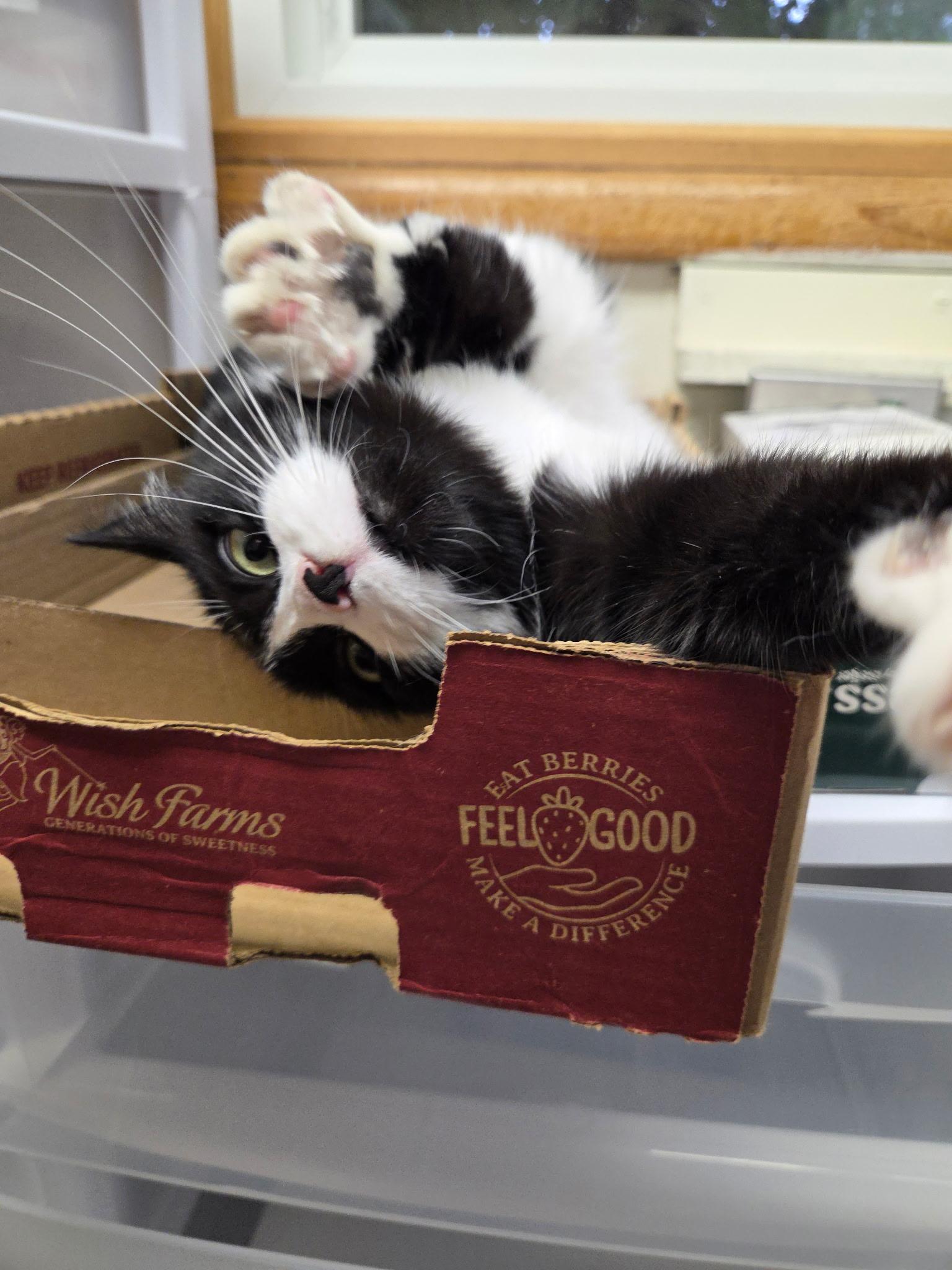 Enlarge Rosalina, a Adoptable Domestic Short Hair in Charlotte, MI image 5/5