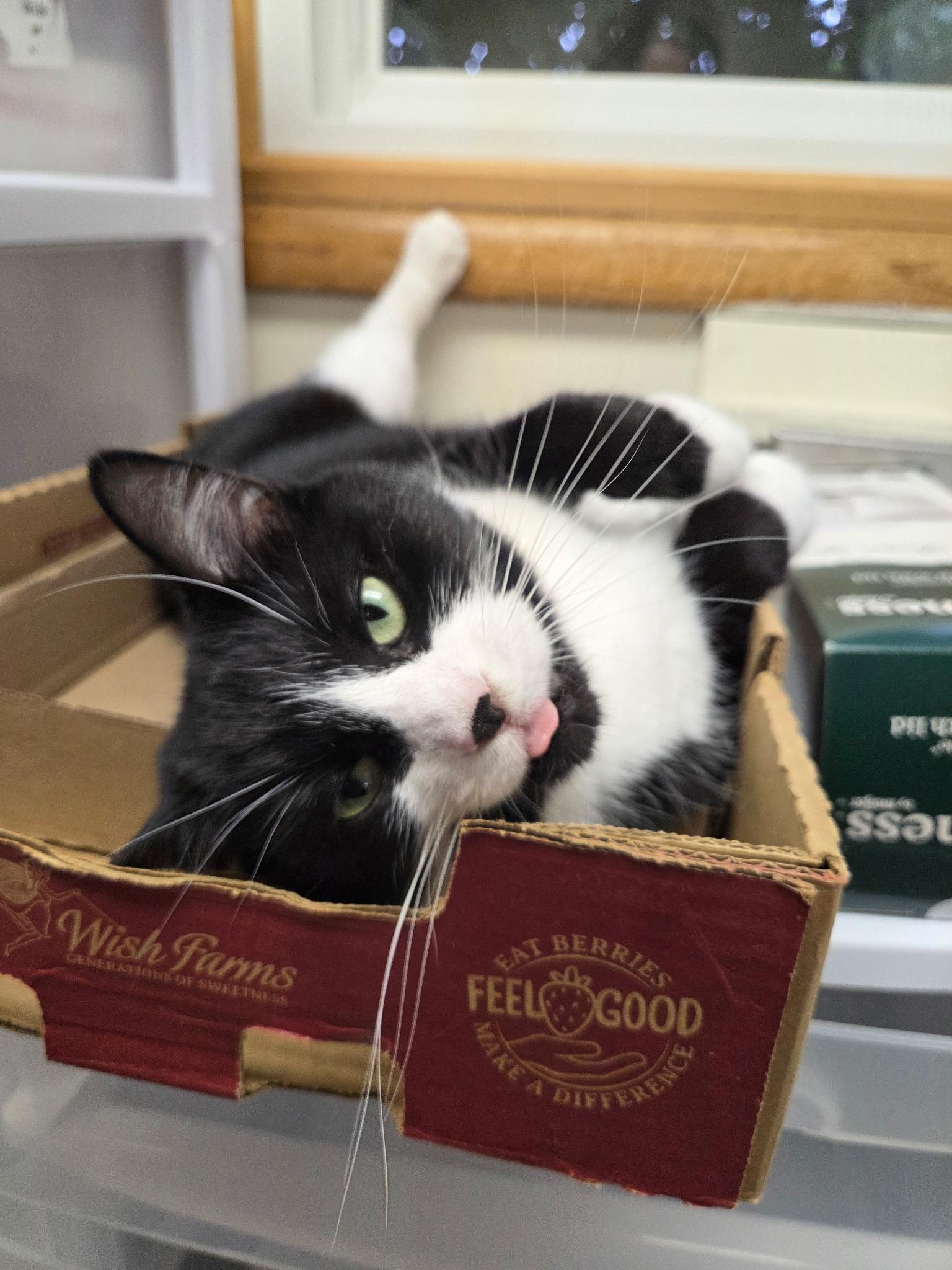 Enlarge Rosalina, a Adoptable Domestic Short Hair in Charlotte, MI image 4/5