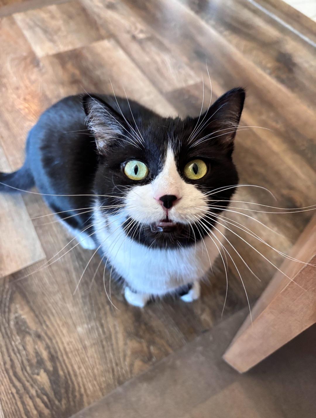Rosalina, Adoptable, Adult Female Domestic Short Hair.