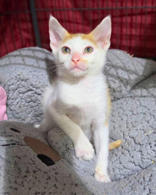 Breyer, Adoptable, Kitten Male Domestic Short Hair.