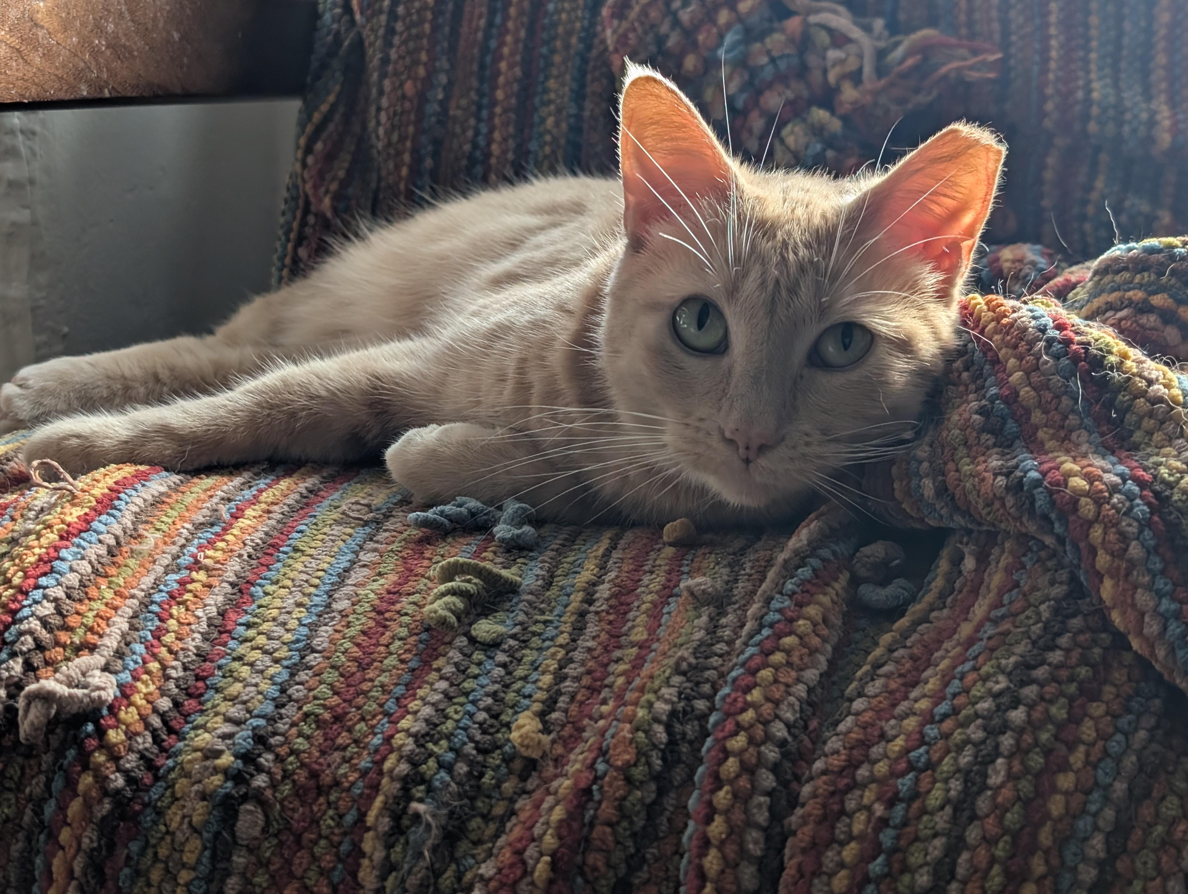 Enlarge Druid, a Adoptable mixed breed in Pearland, TX image 3/6