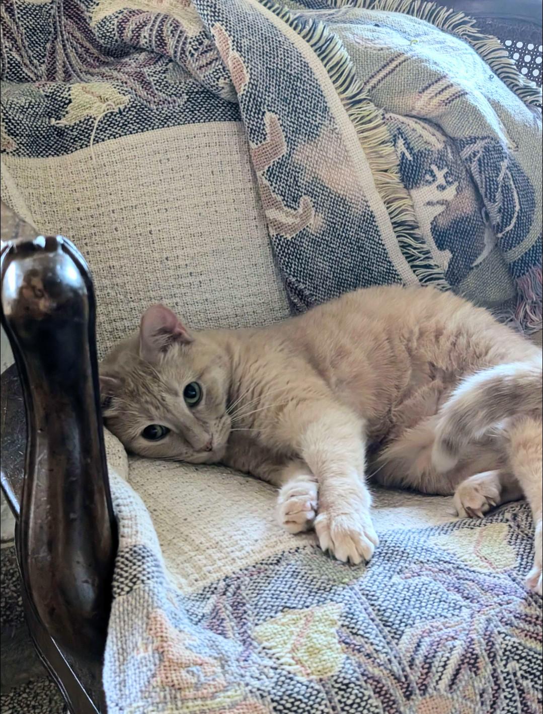 Druid, Adoptable, Adult Female Domestic Short Hair & Tabby.