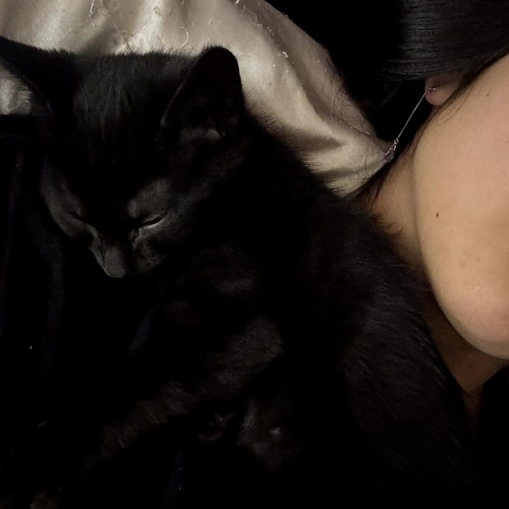 Robin, a Adoptable Domestic Short Hair in Calgary, AB image 1/5