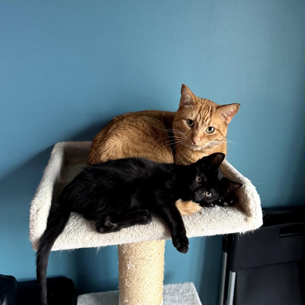 Robin, a Adoptable Domestic Short Hair in Calgary, AB image 2/5