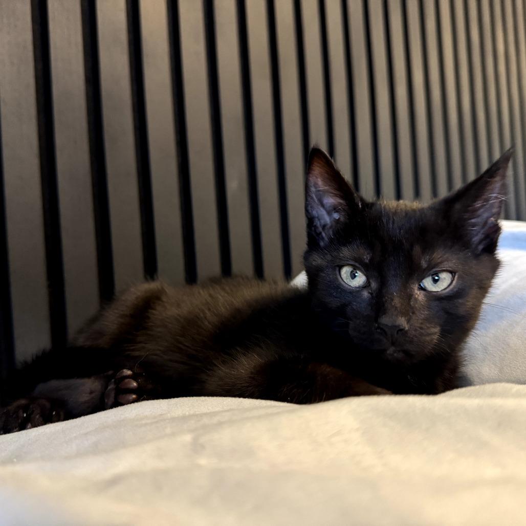 Robin, a Adoptable Domestic Short Hair in Calgary, AB image 3/5