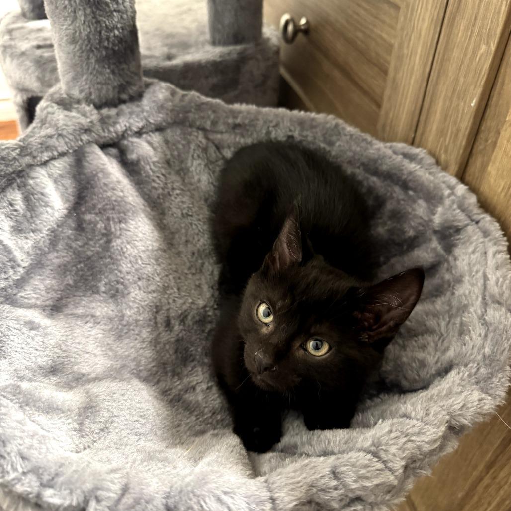 Robin, a Adoptable Domestic Short Hair in Calgary, AB image 4/5