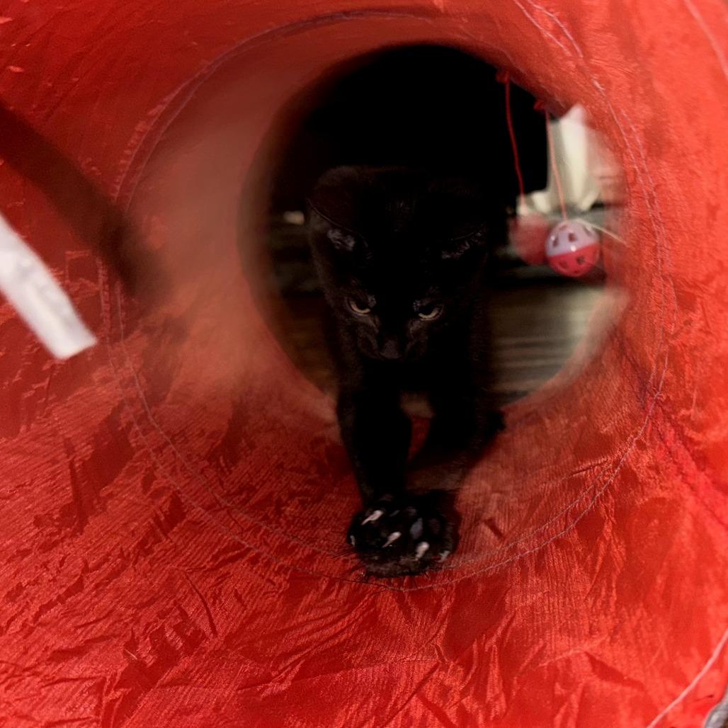 Robin, a Adoptable Domestic Short Hair in Calgary, AB image 5/5