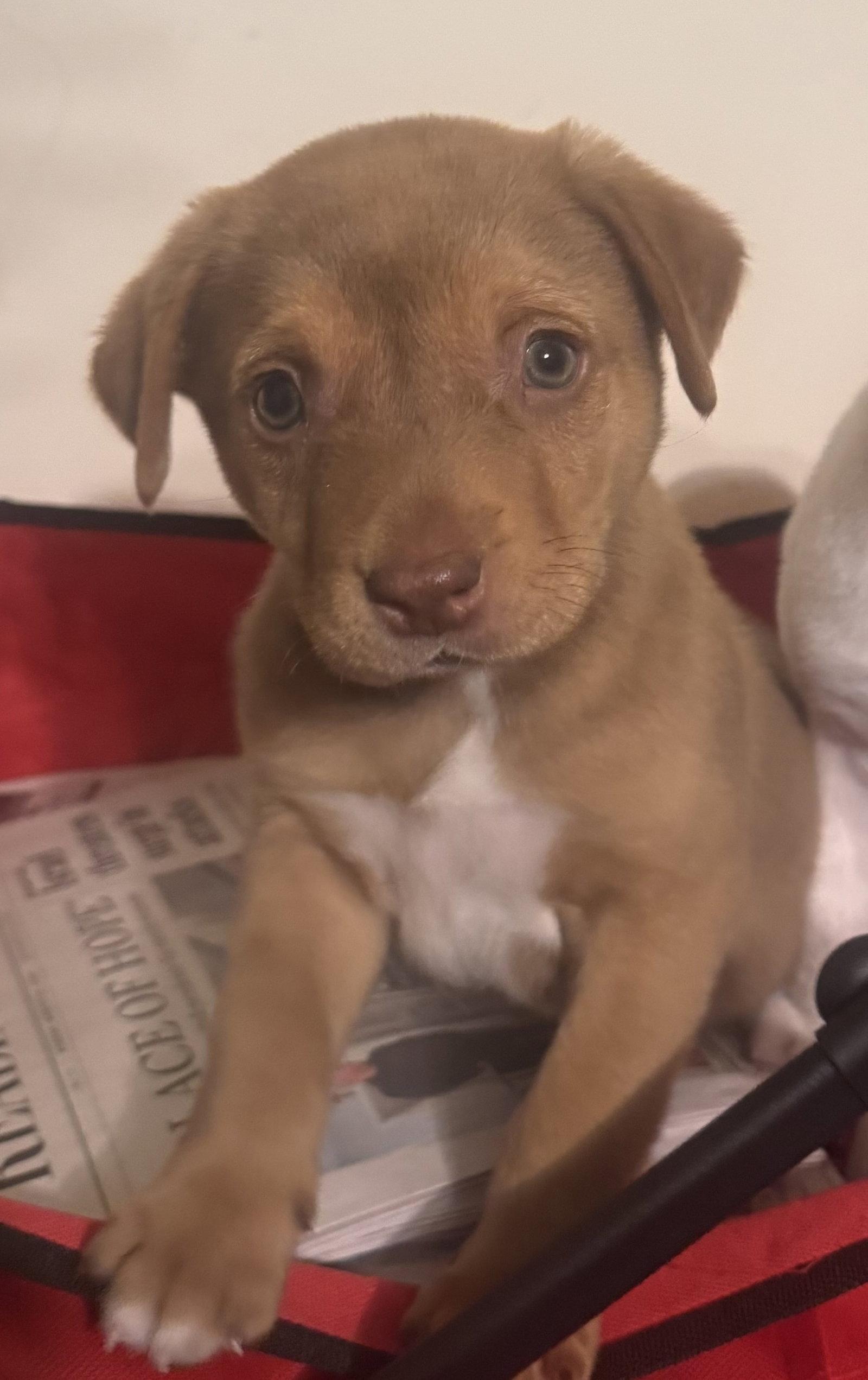 Enlarge Charlie Brown, an adopted mixed breed in Pottstown, PA image 1/3