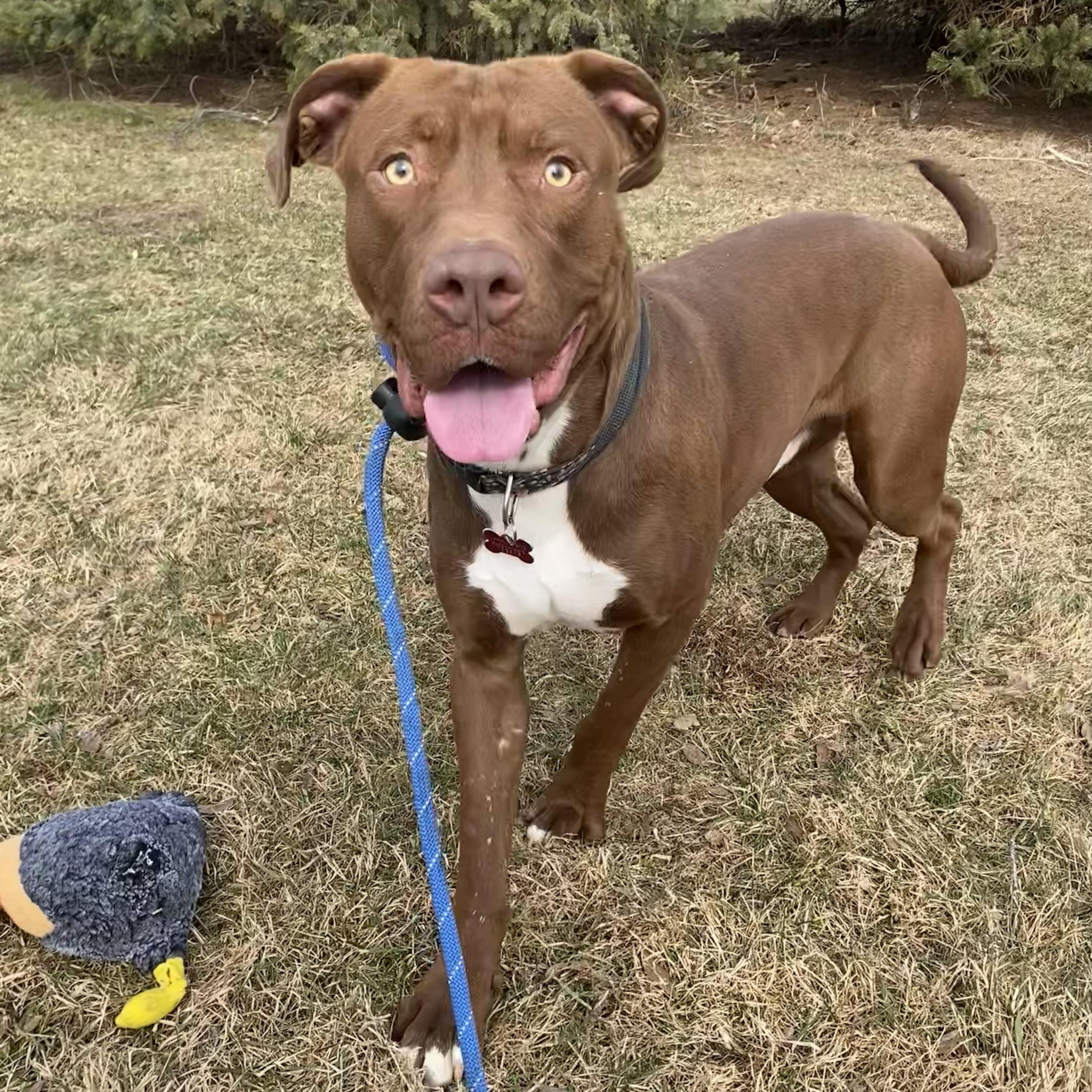 Otter — thumbnail 2