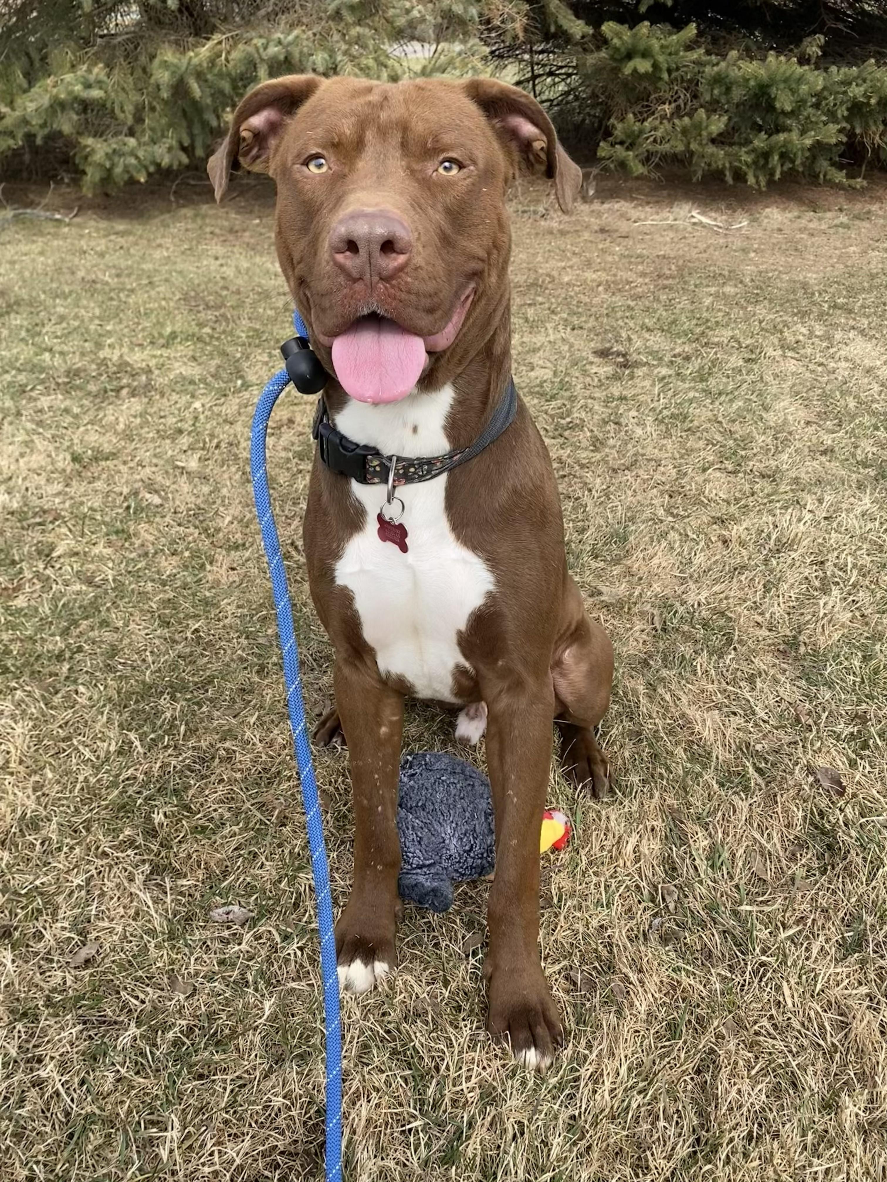 Otter — thumbnail 4