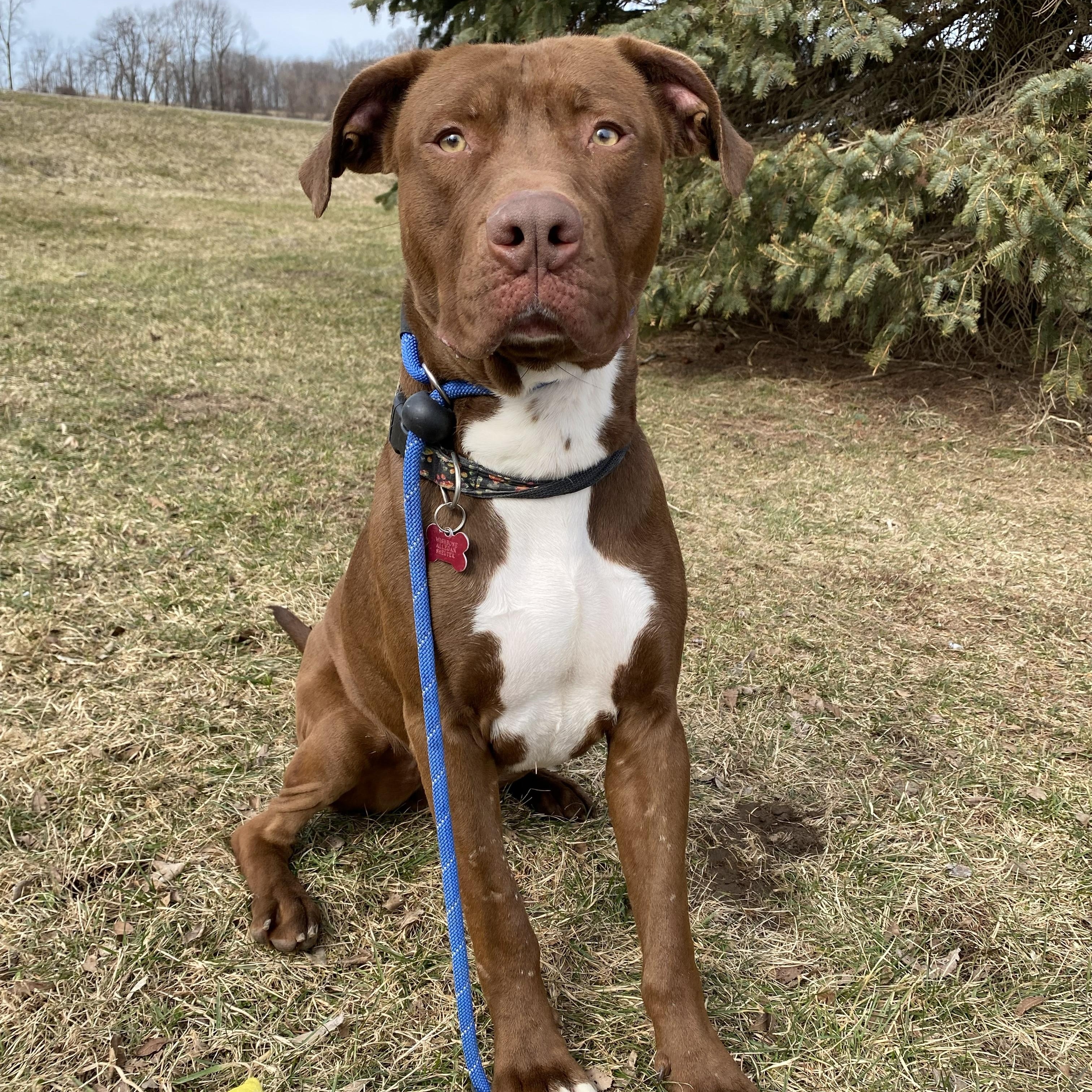 Otter — thumbnail 5