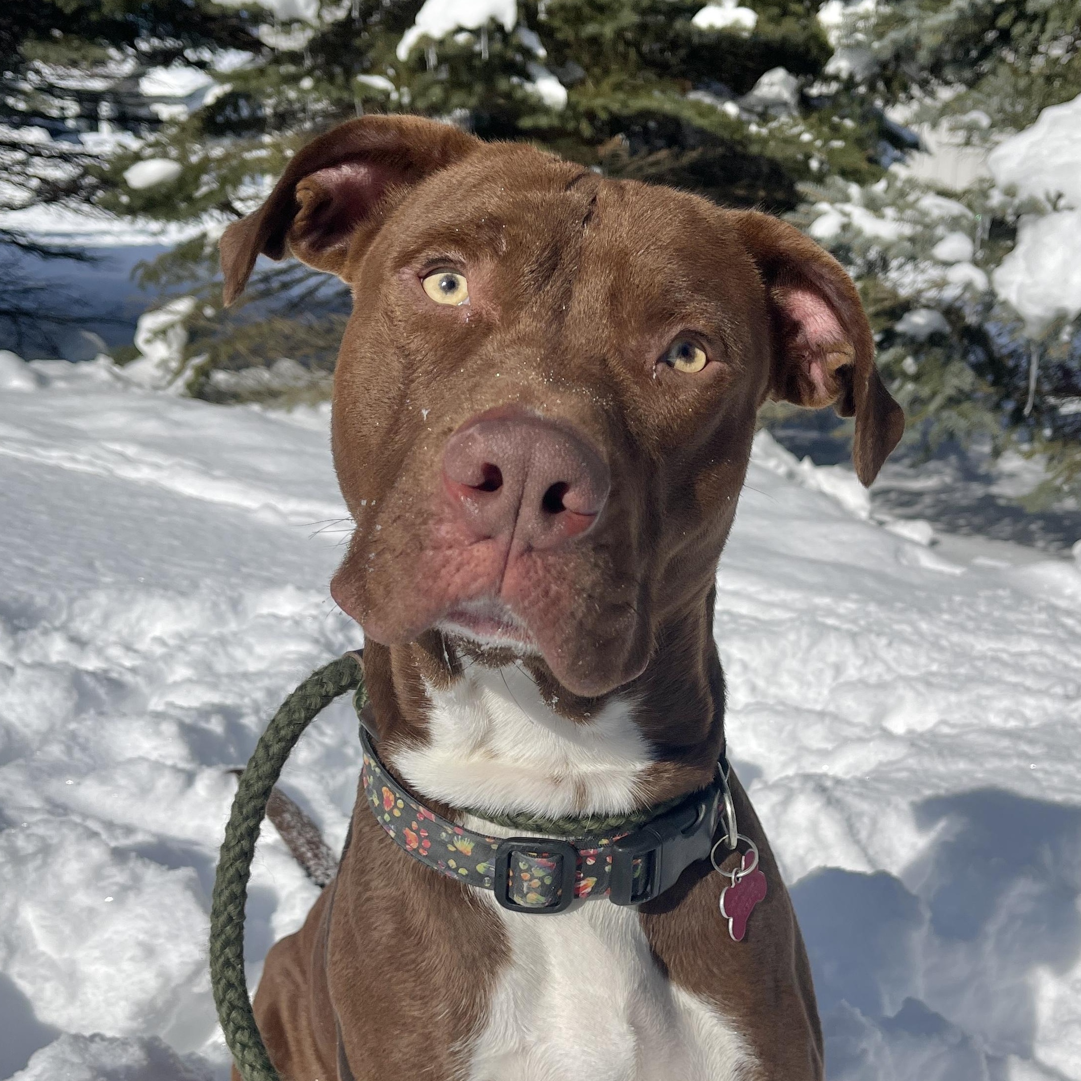 Otter — thumbnail 6