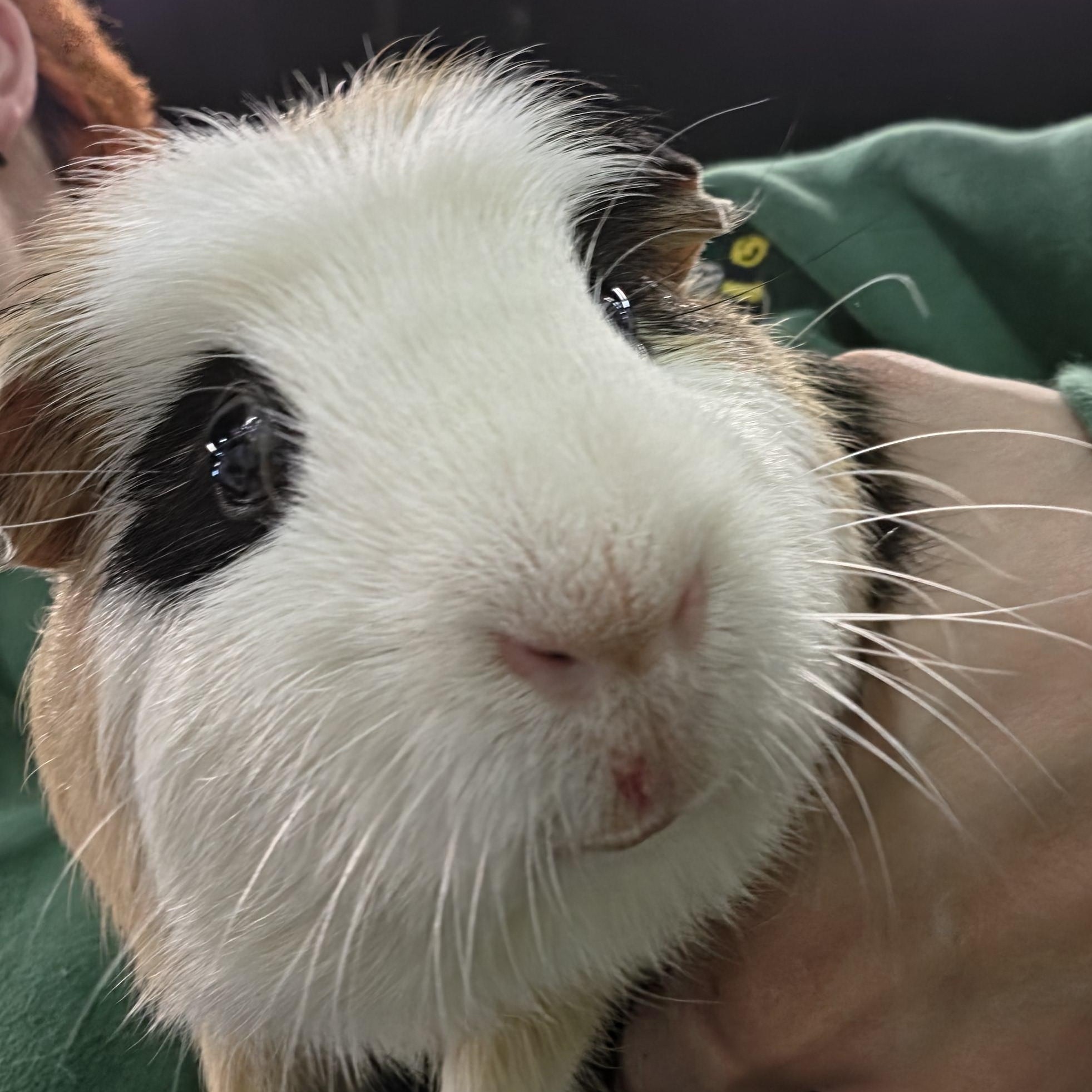 Chip, Adoptable, Young Male Guinea Pig.
