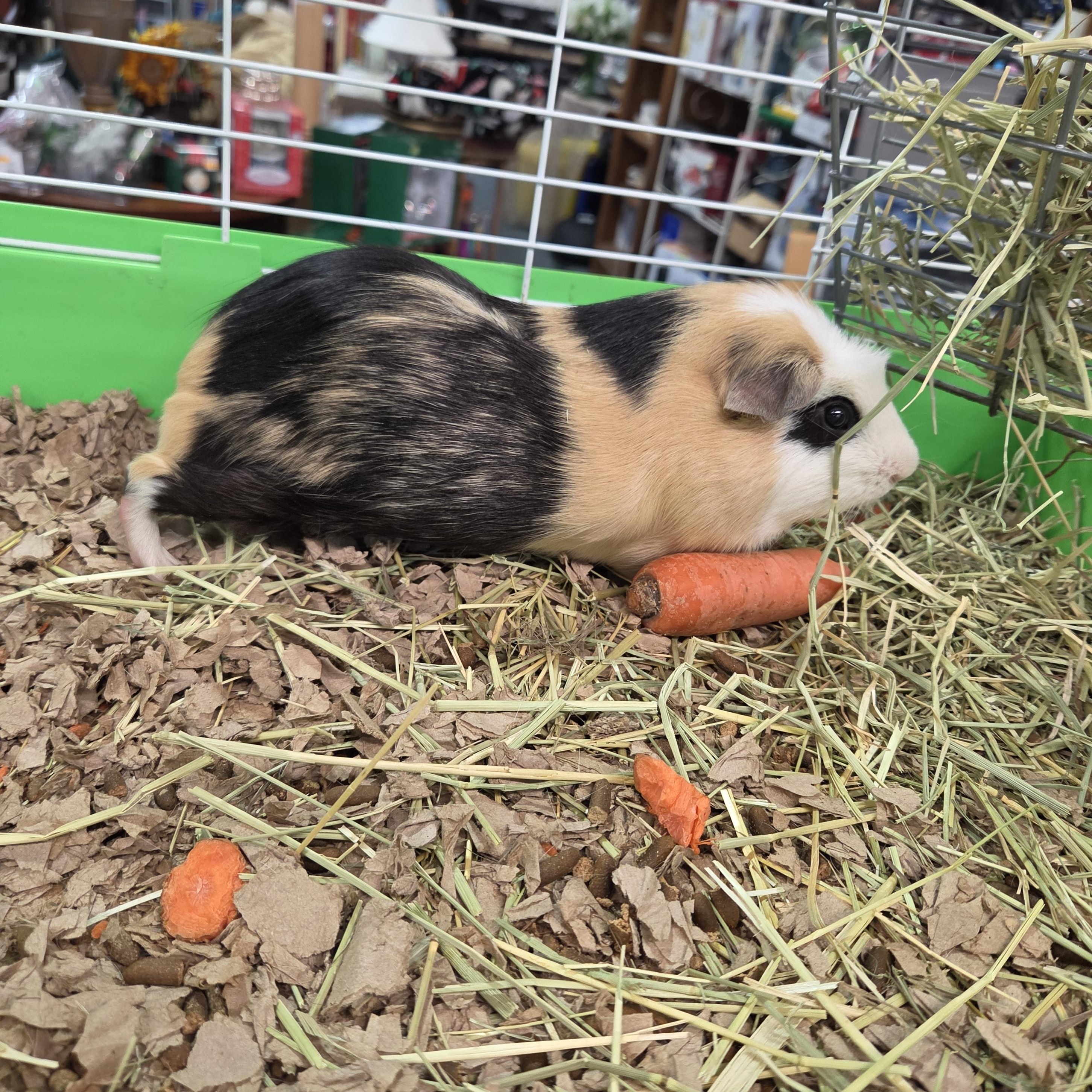 Enlarge Chip, a Adoptable Guinea Pig in Crystal Lake, IL image 3/4