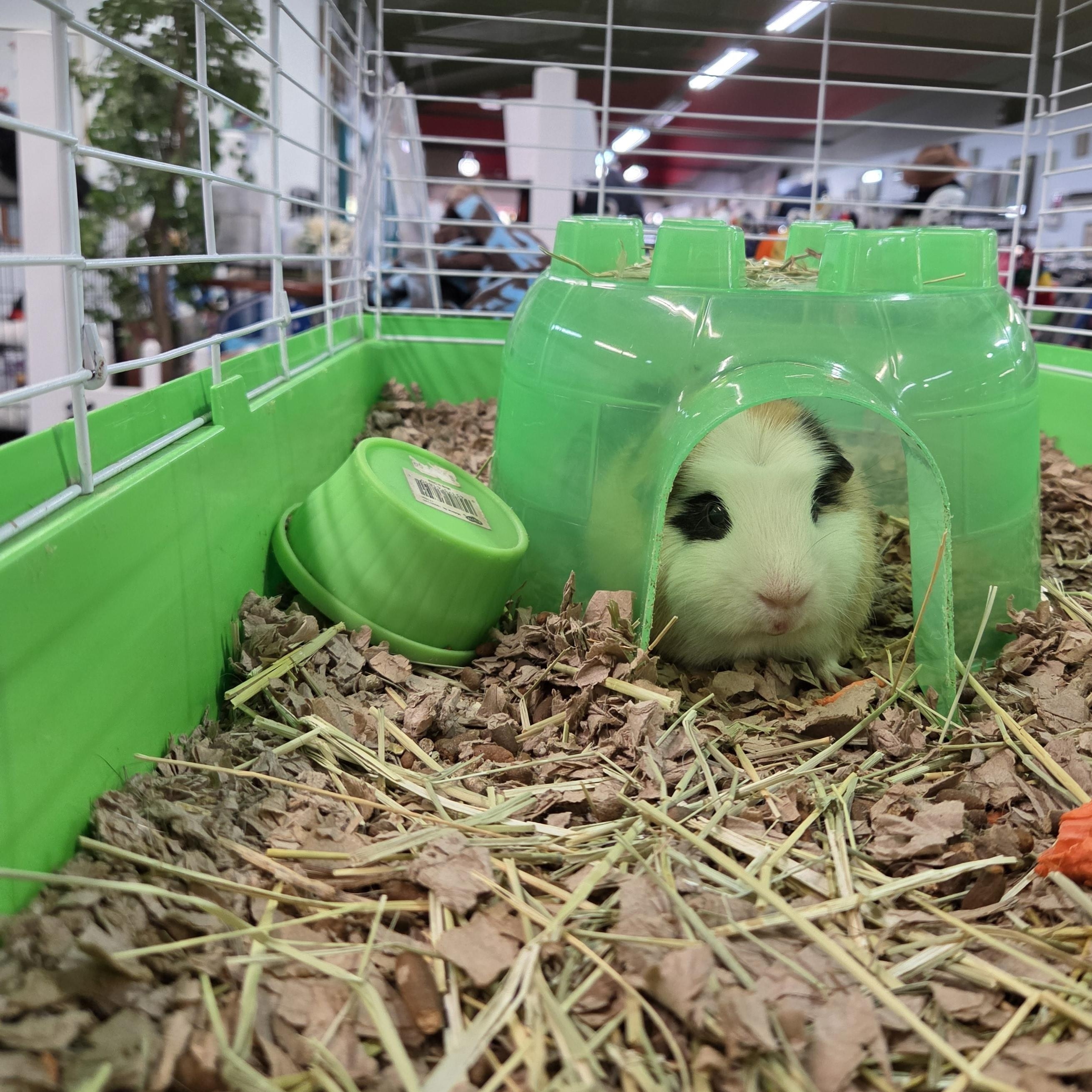 Enlarge Chip, a Adoptable Guinea Pig in Crystal Lake, IL image 2/4