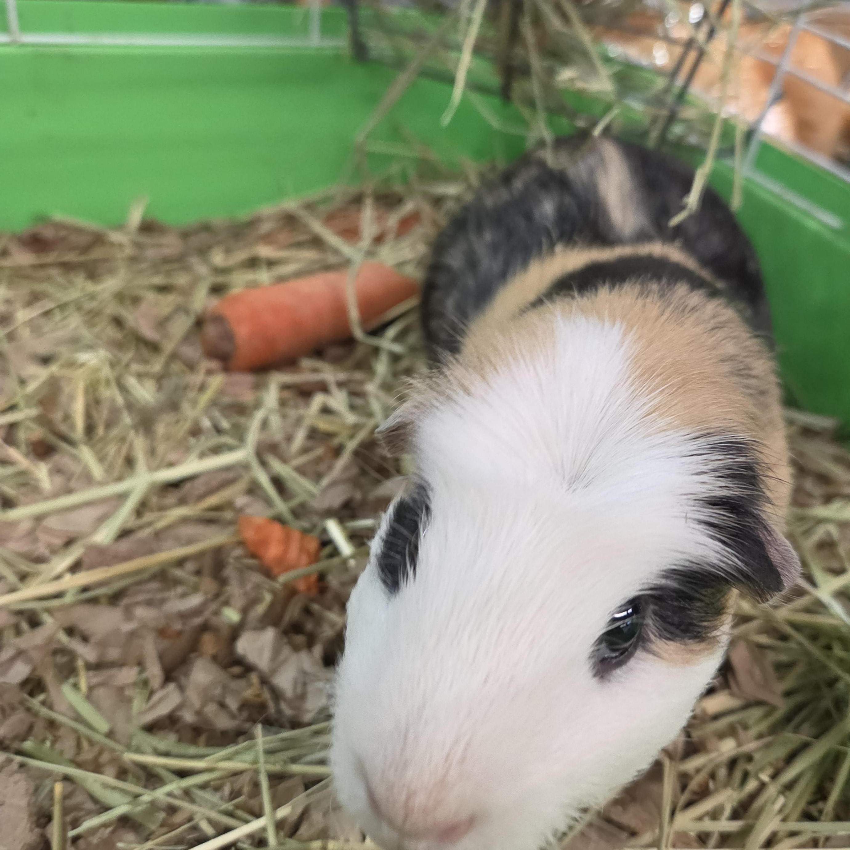 Enlarge Chip, a Adoptable Guinea Pig in Crystal Lake, IL image 4/4