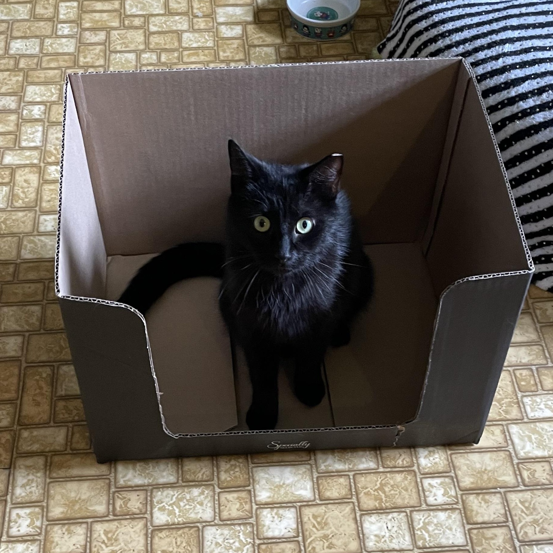 Catalina Wine Mixer, adopted, Kitten Female Domestic Short Hair.