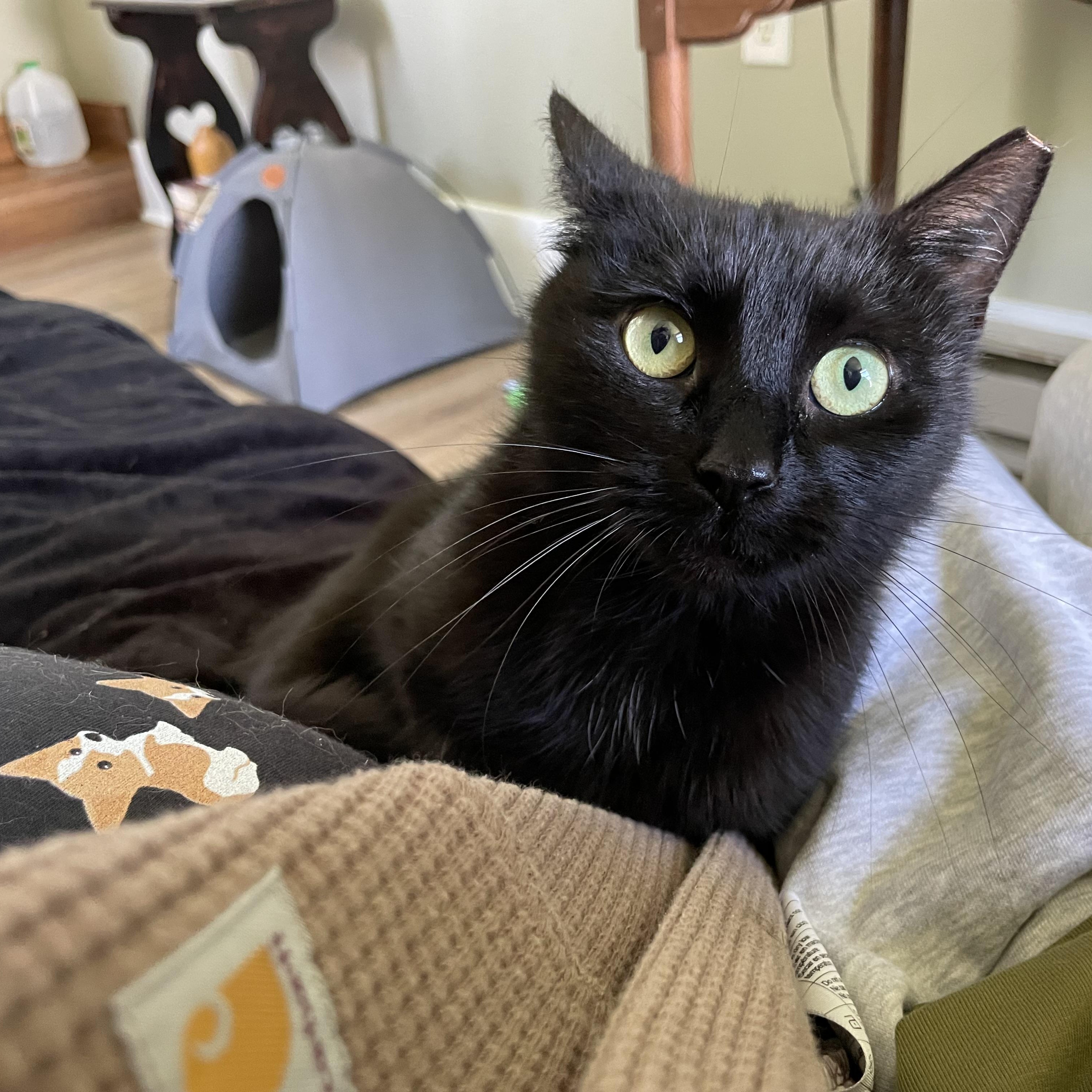 Catalina Wine Mixer, an adopted Domestic Short Hair in Lewistown, PA image 2/4