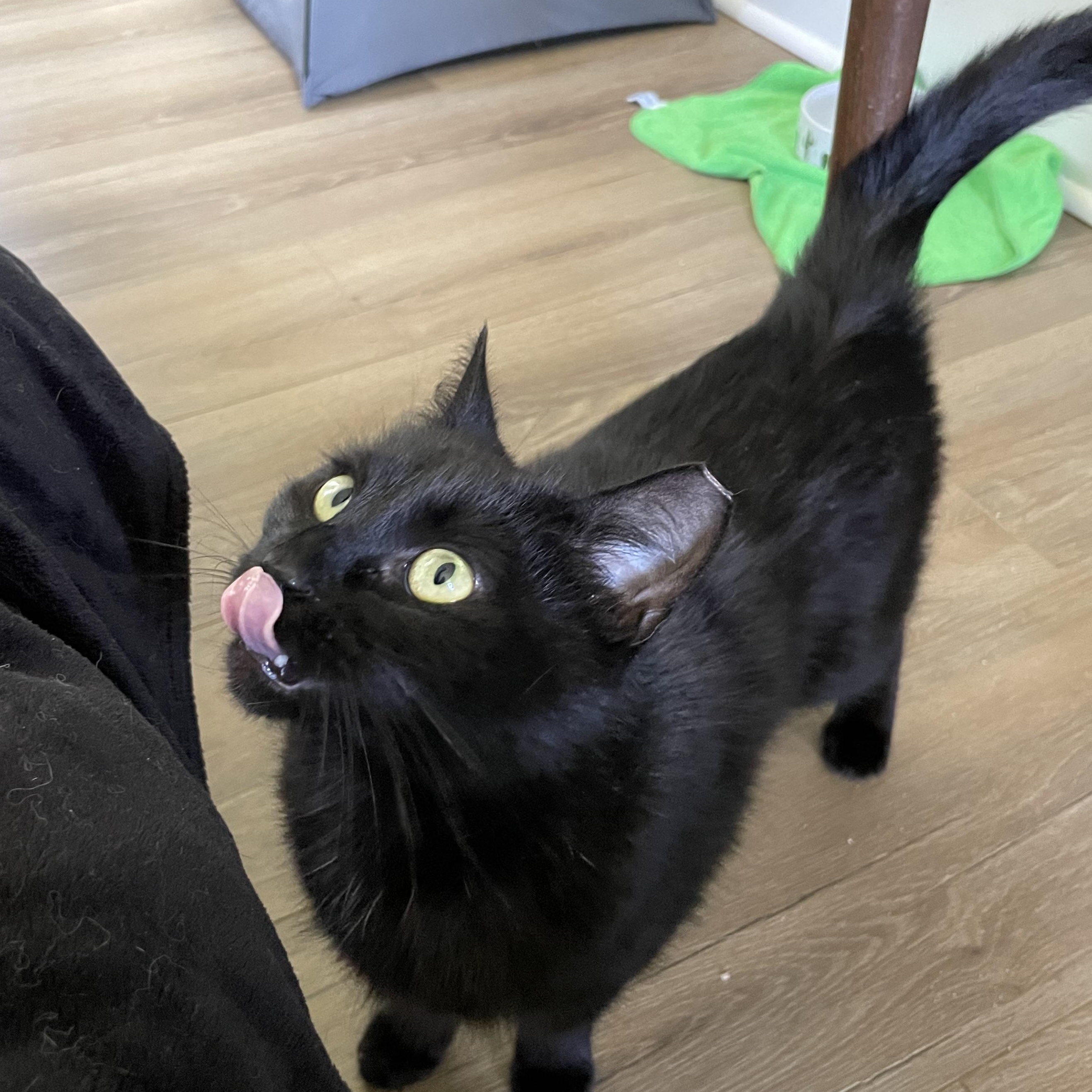 Catalina Wine Mixer, an adopted Domestic Short Hair in Lewistown, PA image 4/4